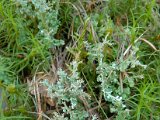 Cladonia furcata-4.jpg